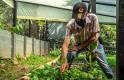 Hoover Barreneche Ríos. Vereda El Aguacate / Líder comunitario en el vivero del DRMI Guásimo, con material vegetal producido para restauración ecológica en esta área protegida.